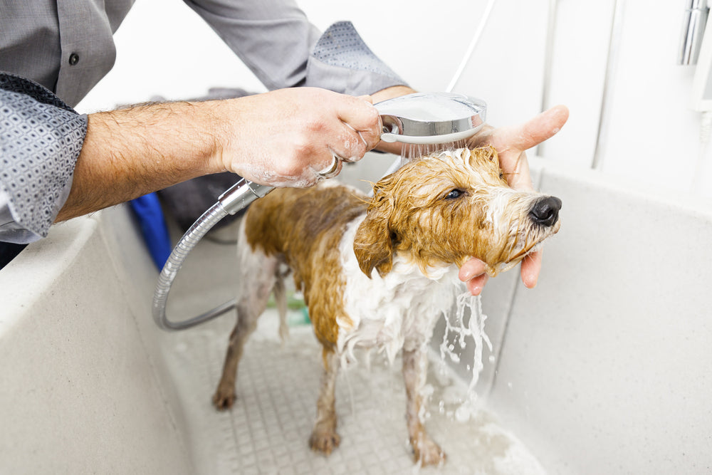 Harrods - 10 Best Dog Shampoos Under Rs500 on Amazon