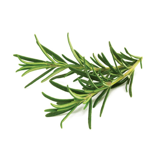Rosemary Oleoresins
